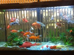 -菊上料理(蜀山银泰百货店)