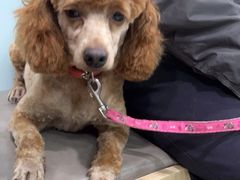 -宠福鑫康馨动物医院·骨科·眼科