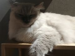 -猫儿山۰猫主题餐厅