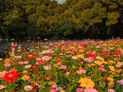 -上海共青森林公园