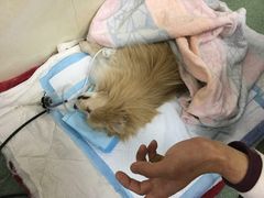 -康乐宝动物医院