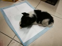 -佳雯宠物医院(四明中路分院)