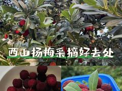 -西山樟坞健康果园枇杷杨梅采摘