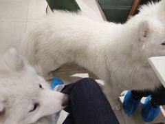 -安格丽娜·狗咖·猫咖羊驼咖(春熙路百盛商场店)