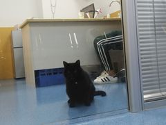 -美联众合动物医院(·中兽医·疑难杂症·严家桥分院)