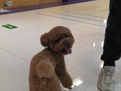 -帕帕拉兹宠物(亚洲旗舰店)