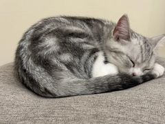 -Bastet sally猫舍购宠(静安店)