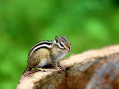 -五营红松林海景区