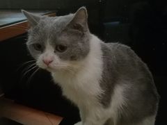 -more than meow吴止猫主题餐厅(承德 中船汇店)