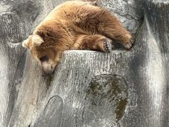 -哈尔滨北方森林动物园