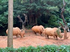 -广州长隆野生动物世界
