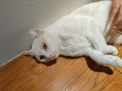 -有猫主题·治愈系猫咖(曾厝垵店)