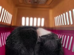 -瑞鹏宠物医院·夜间急症·心超·猫科(祖庙分店)