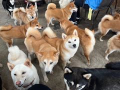 -柴犬高等学院·狗咖·柴犬售卖·宠物训练