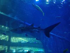 -成都浩海立方海洋公园