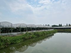 -马陆小张葡萄园农家乐