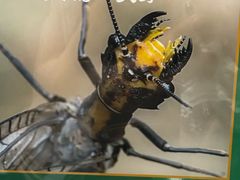 -上海昆虫博物馆