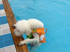 -爪吧宠物乐园 (温榆河示范区店)