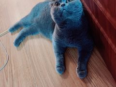 -A猫a狗全科·犬猫异宠·芥西宠物医院(南开总院)