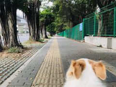 -创凡宠物医院·骨专科  猫科中心(西乡分院)