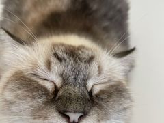 -怪兽屋·羊驼·猫咖·狗咖(俊华广场店)