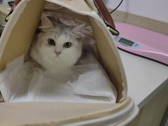 -乐派堂宠物医院·猫友好· 心脏科(东街店)