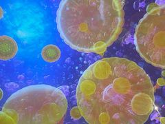 -海合安青岛极地海洋公园
