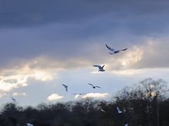 -海德公园
