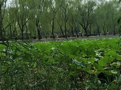 -皇家御河游(紫御湾码头)