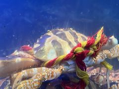 -吴记富苑(朝阳店)