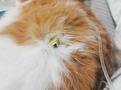 -纳吉亚猫专科动物医院·北北分院