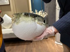 -鲐赏河豚(长寿店)