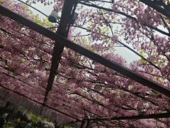 -嘉定紫藤园