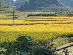 -紫鹊界梯田景区