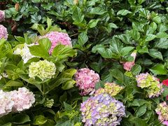 -桂林市花鸟市场