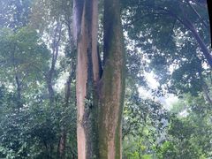 -广西壮族自治区药用植物园