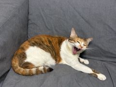 -瑞鹏宠物医院·骨科·猫科·内科(第一中心)