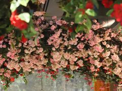 -沪小胖小龙虾(淮海中路旗舰店)