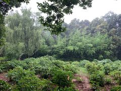 -西苑公园