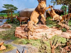 -国家自然博物馆