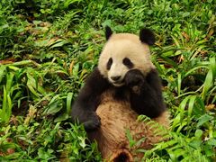 -中国大熊猫保护研究中心雅安碧峰峡基地