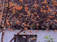 -苏州市立医院本部母子保健中心