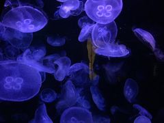 -悉尼海洋生物水族馆