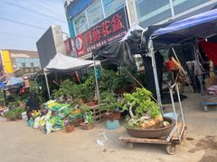 -中环花鸟鱼虫市场