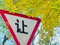 -三里屯东五街银杏大道