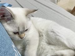 -lincat·猫舍(广州店)