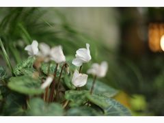 -行人小筑·茶馆(岑村火炉山分店)