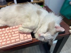-屋虎猫馆(宝安大仟里店)