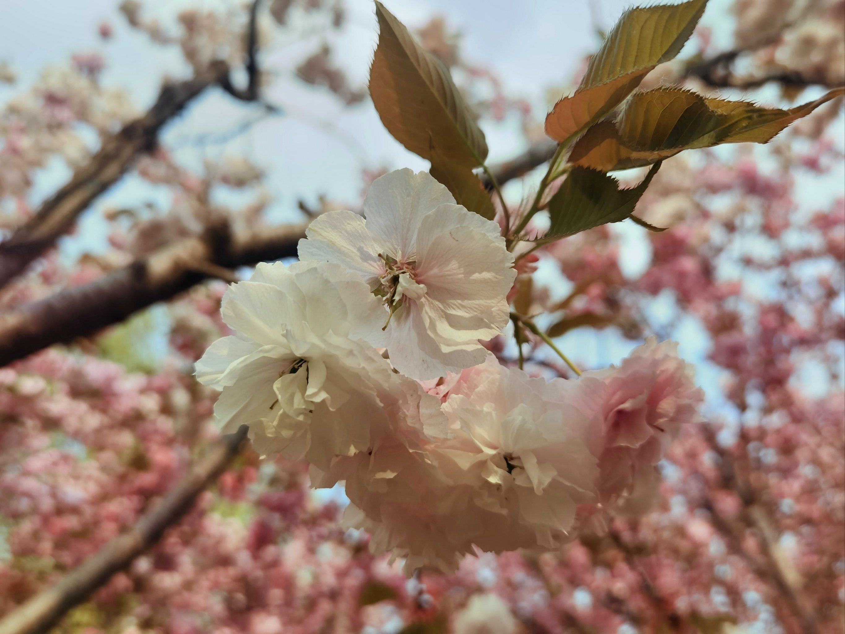 路边的晚樱普贤象