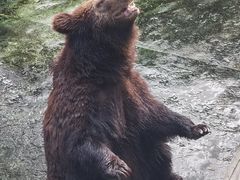 -深圳野生动物园